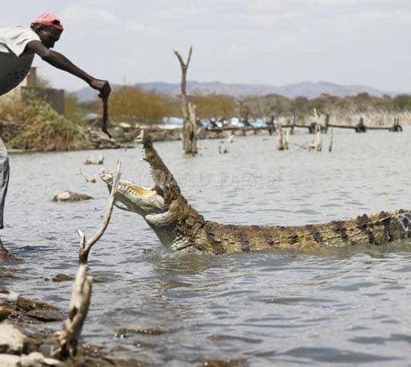 Baringo-Reptile-Park lake baringo Lake Baringo, Great Riftvalley Lakes, Fresh water lakes in Kenya Baringo Reptile Park 600x535