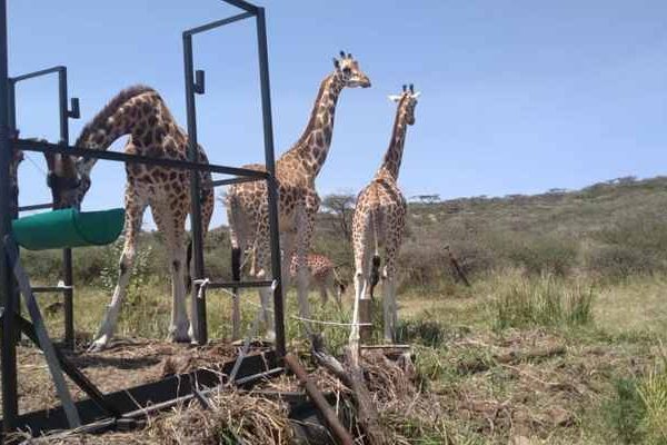 Ruko-Conservancy lake baringo Lake Baringo, Great Riftvalley Lakes, Fresh water lakes in Kenya Ruko Conservancy 600x400