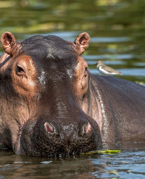 Zambia_hippo lake baringo Lake Baringo, Great Riftvalley Lakes, Fresh water lakes in Kenya Zambia hippo 600x739