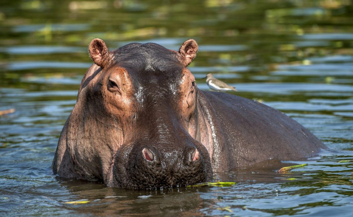 lake baringo Lake Baringo &#8211; Great Riftvalley Lake in Kenya Zambia hippo