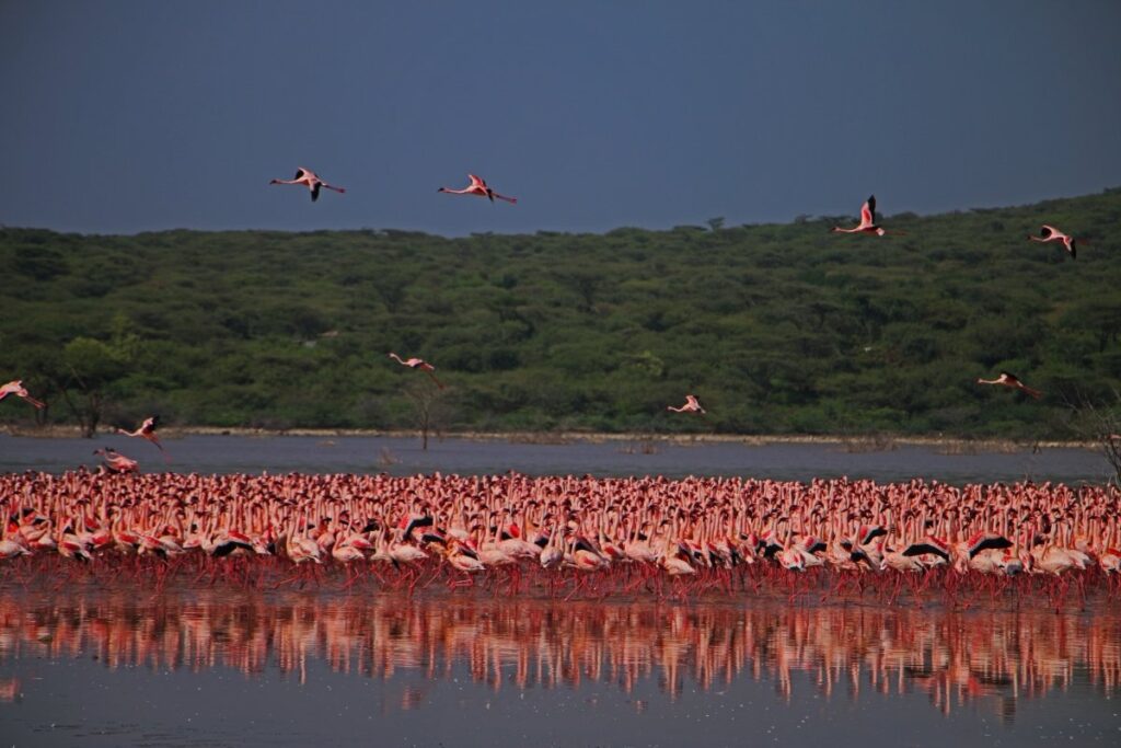 baringo baringo lake baringo What is Lake Baringo baringo